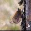 Dr. Steffen Caspari: Naturkundlich-entomologische Impressionen aus Lettland